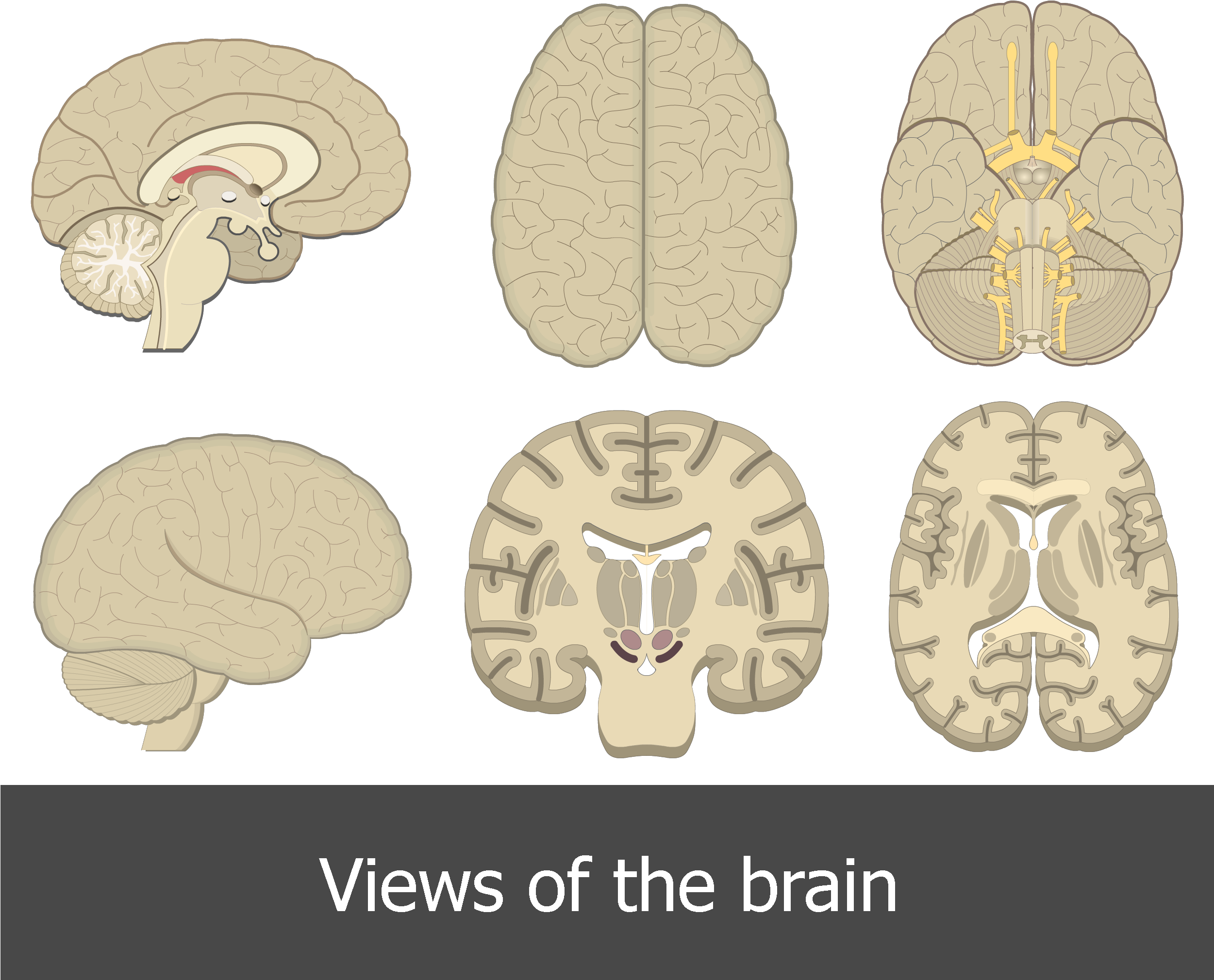 An Image Showing All Brain Perspectives/views - Different Views Of The Brain (2500x2047), Png Download