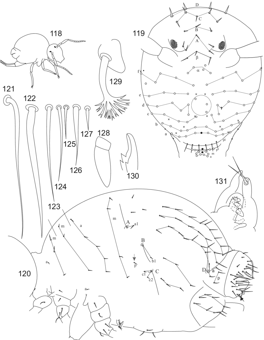 118, Outline Of Habitus - Line Art (850x1095), Png Download