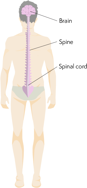 Body From The Back Showing Location Of Brain And Spinal - Standing (405x774), Png Download