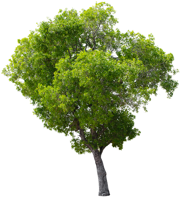 Tree, Green, Isolated, Garden, Forest, Decoration (720x720), Png Download