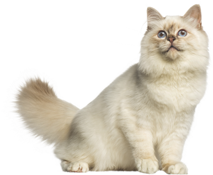 Alimento Para Gatos - Cat Yawns (800x600), Png Download