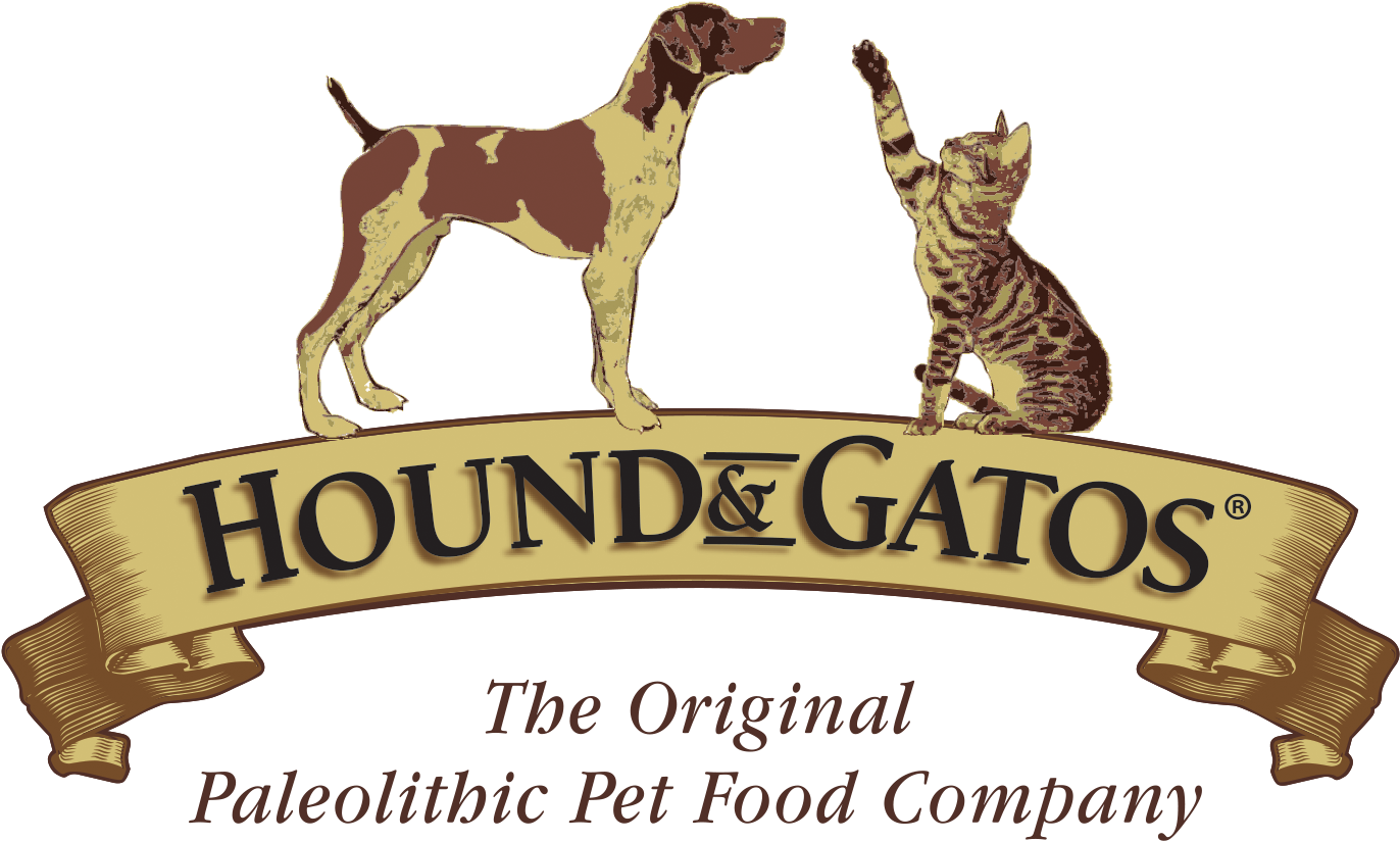 German Shorthaired Pointer (1562x964), Png Download