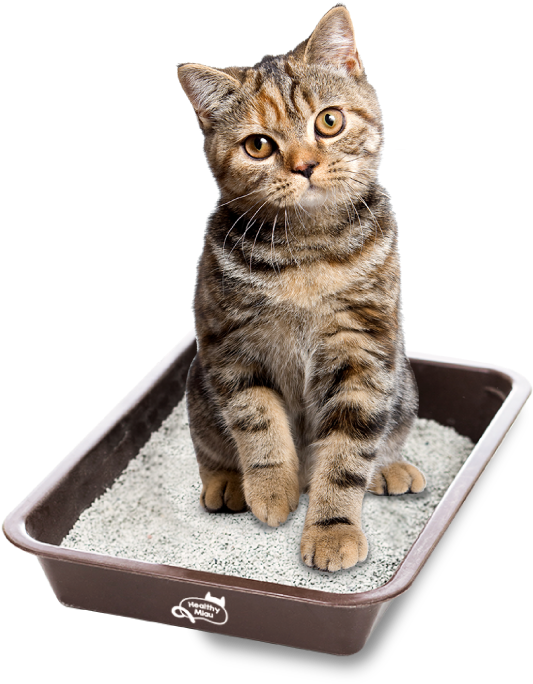 Conócenos - Healthy Miau Arena (554x696), Png Download