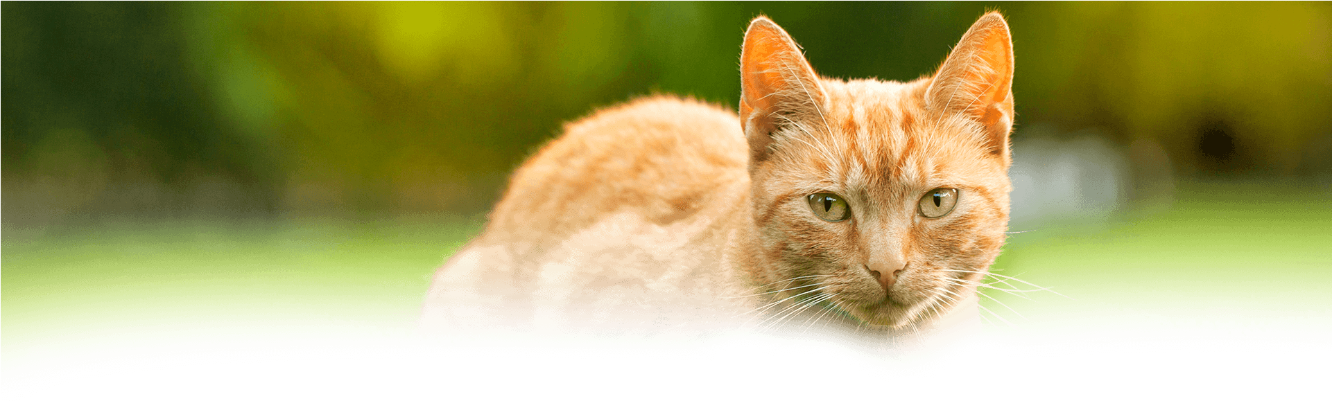 Alimentos Para Gatos - Domestic Short-haired Cat (1920x1018), Png Download