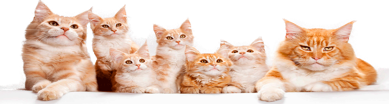 Alimento Gato - Tabby Cat (1300x350), Png Download