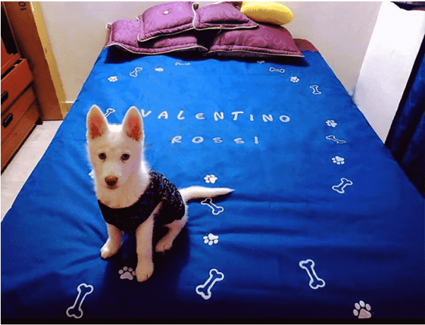 Forro Protector Para Camas - Working Dog (600x600), Png Download