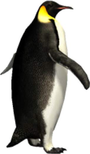 Pinguin Png Free Download - Pinguin Png (600x533), Png Download