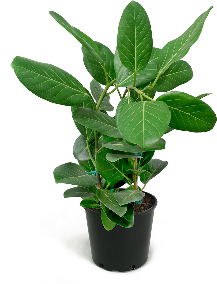 Ficus Audrey Large Rubber Plant, Ficus, Houseplants, - Fig Trees (700x957), Png Download