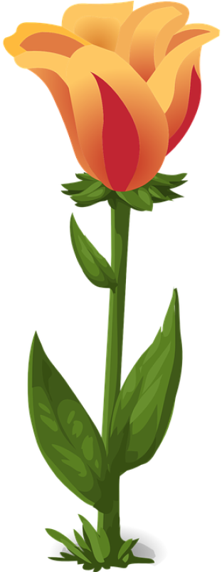 Png Bunga Tulip Pluspng - Planta Con Flor Png (400x800), Png Download