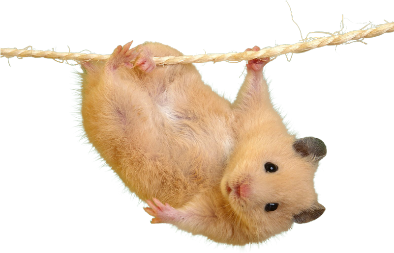 Cutout - Most Cutest Hamster In The World (800x600), Png Download