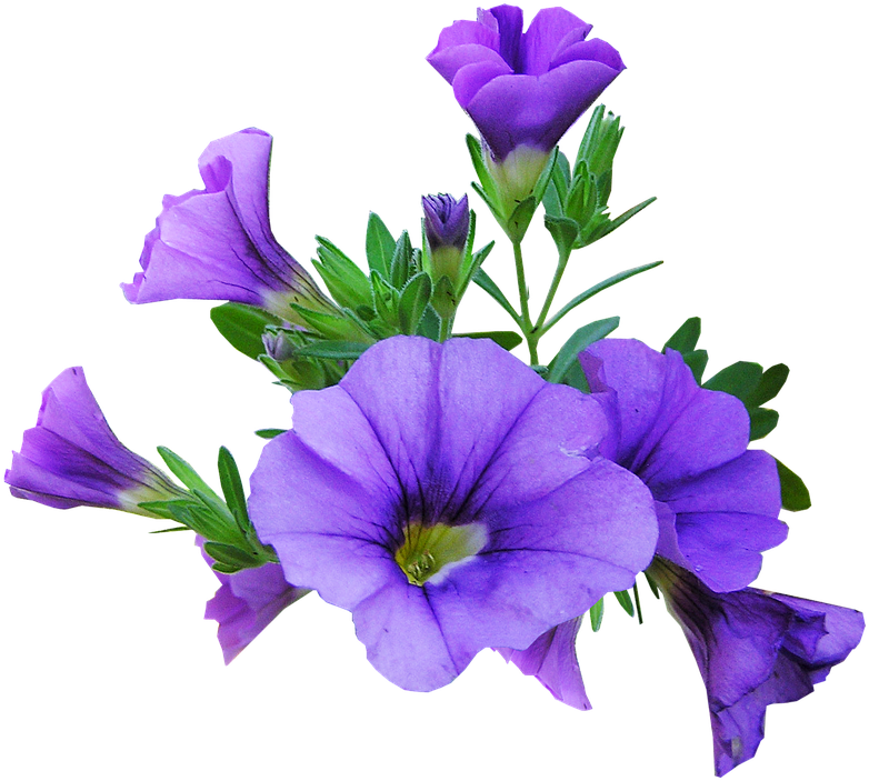 Flower, Purple, Plant - Petunia Fondo Transparente (840x720), Png Download