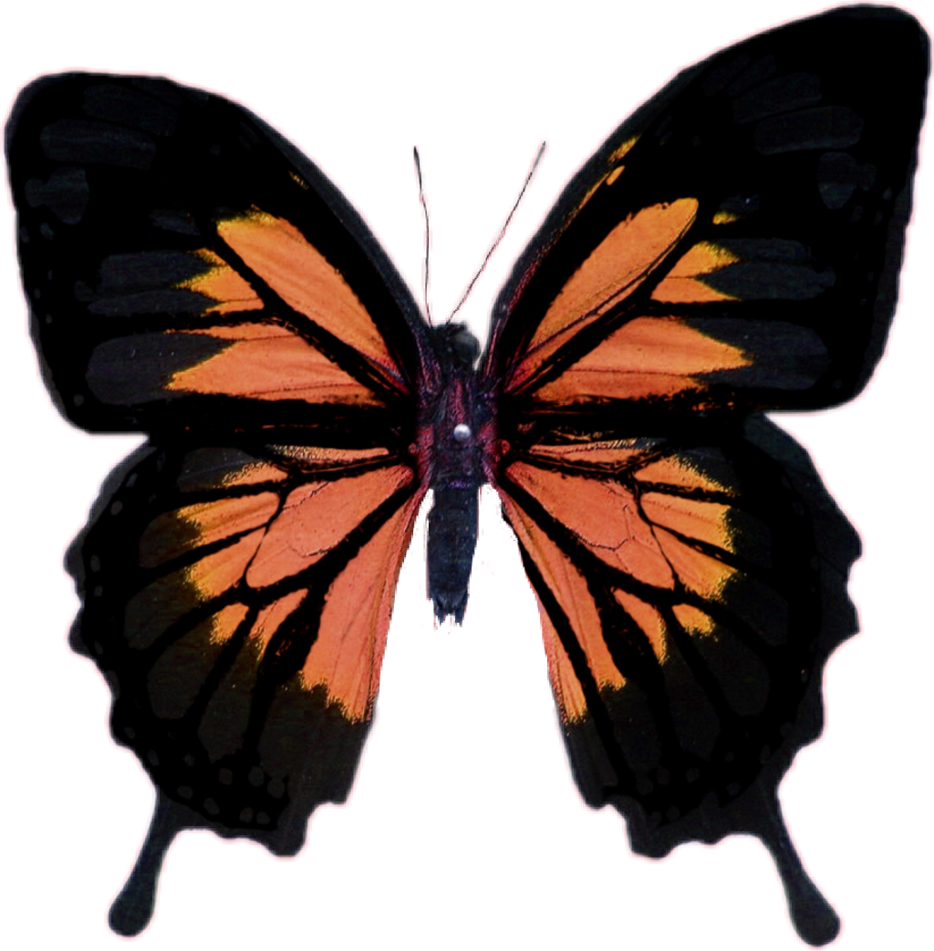 Borboleta Sticker - Papilio Ullyses (1024x1043), Png Download