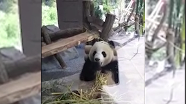 Animal Stockfootage - Panda (640x360), Png Download