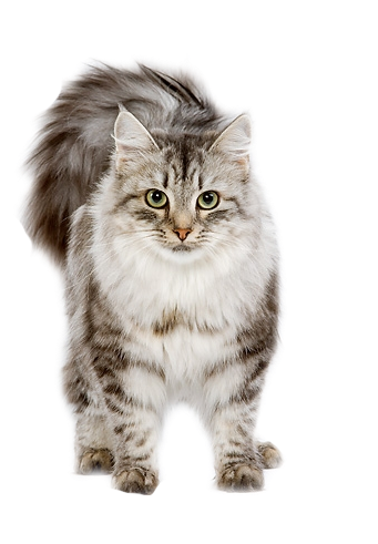 Cats, Cute Animals, And Kitten Image - Cat (340x510), Png Download