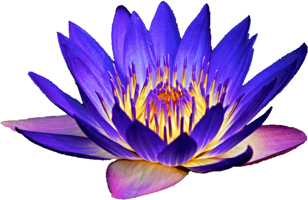 Water Lily Clipart At Getdrawings - 5 Seeds Aquatic Lotus Plant (mixed Colors) Water Lily (1024x683), Png Download