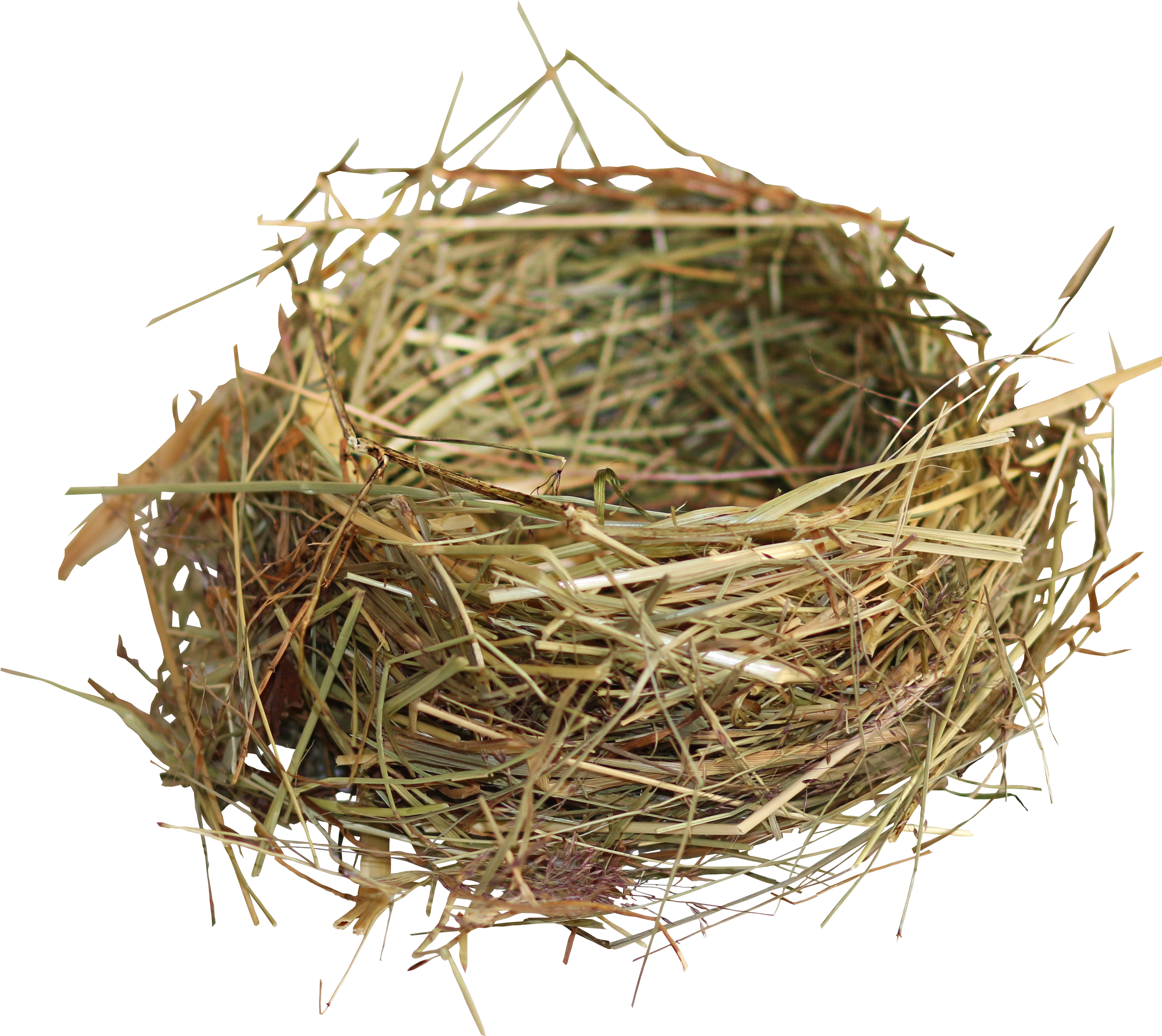 Edible S Birds Transprent - Nest Of Birds Png (3538x3025), Png Download