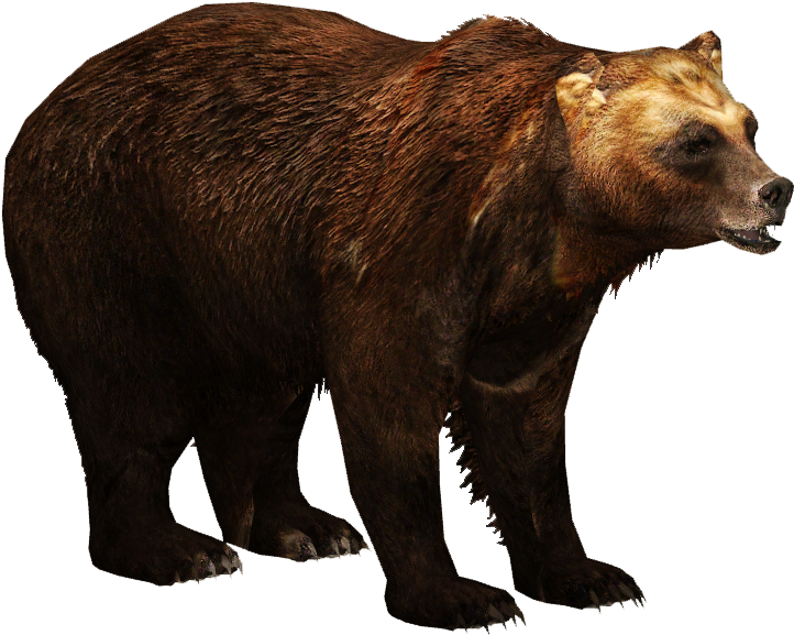 Kamchatka Brown Bear - Transparent Asian Black Bear (721x721), Png Download