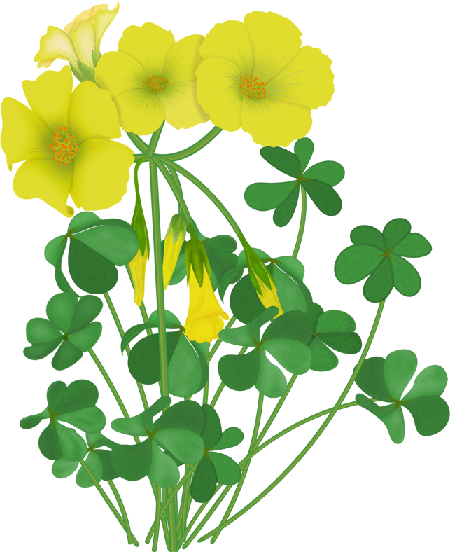 Lily Pad Clipart Single - Flower (643x788), Png Download