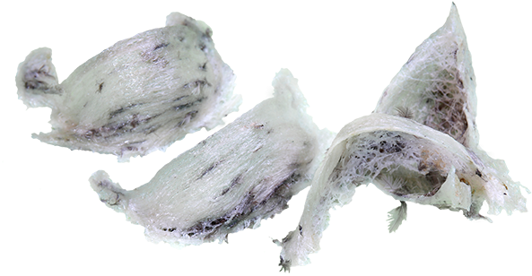 Birds Nest - Png Birdsnest (650x433), Png Download