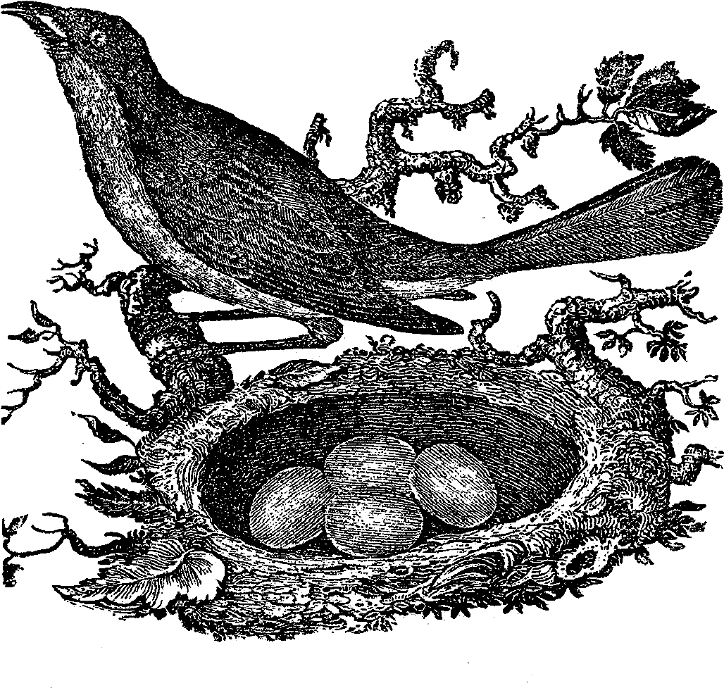 Bird Nest Drawing - Stamp Design Of Nest (1200x1073), Png Download