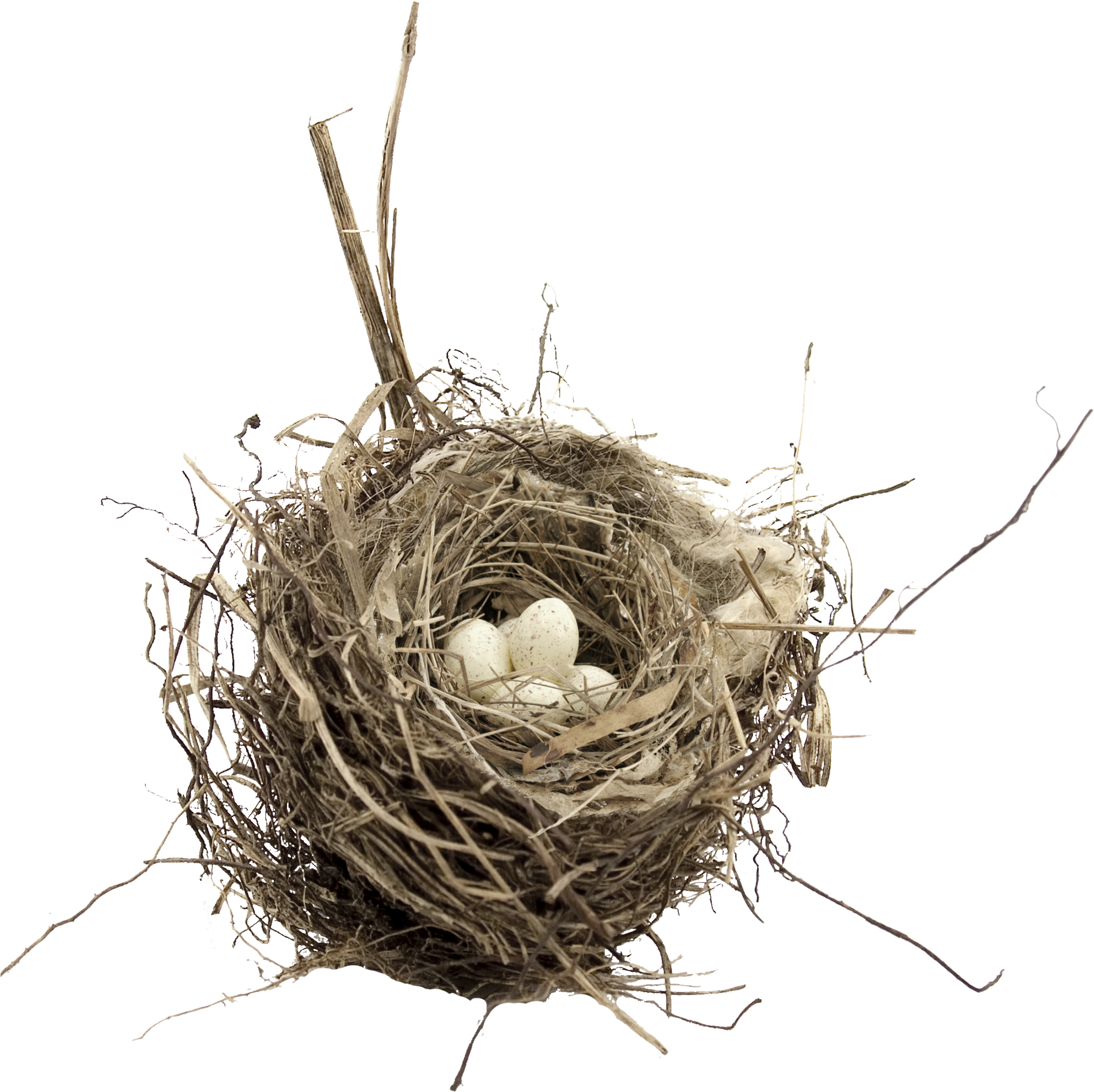 Bird Nest Transparent (2236x2238), Png Download