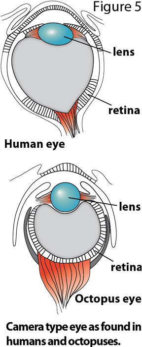 Octopus Eye Vs Human Eye - Retina (300x708), Png Download