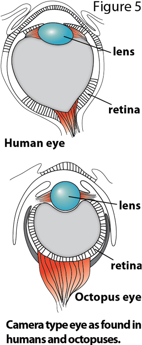 78-783321_octopus-eye-vs-human-eye-retin