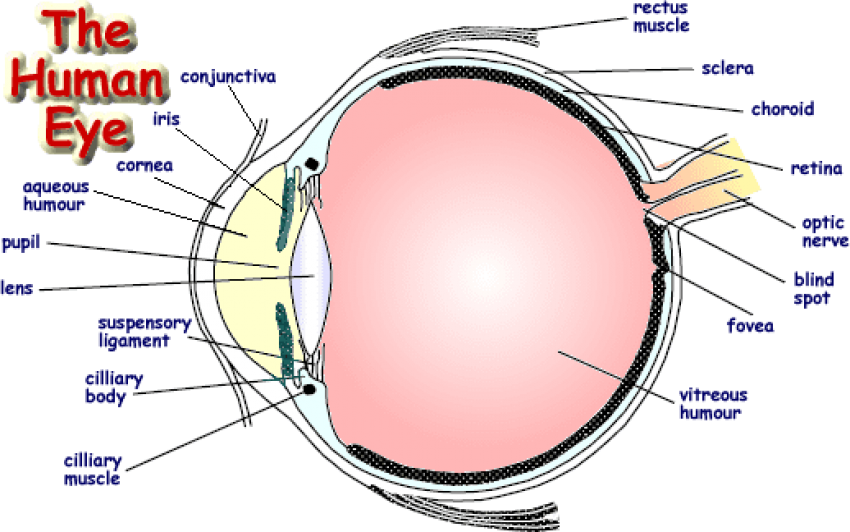 Download Png - Labelled Diagram Of Human Eye (518x324), Png Download