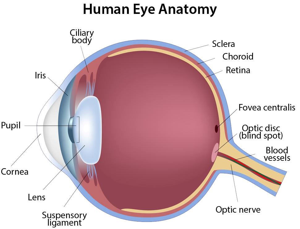 Human Eye Anatomy - Structure Of The Eye (1000x804), Png Download