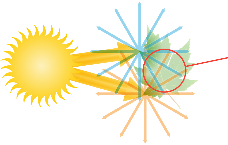 Diagram Of The How Light Enters The Human Eye - Paso Robles Olive Oil Competition Awards Graphics (960x600), Png Download