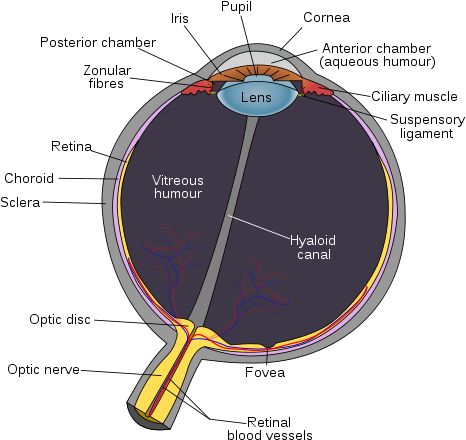 The Human Eye Is A Complex Structure That Focuses And - Parts Of Eye Color (500x483), Png Download