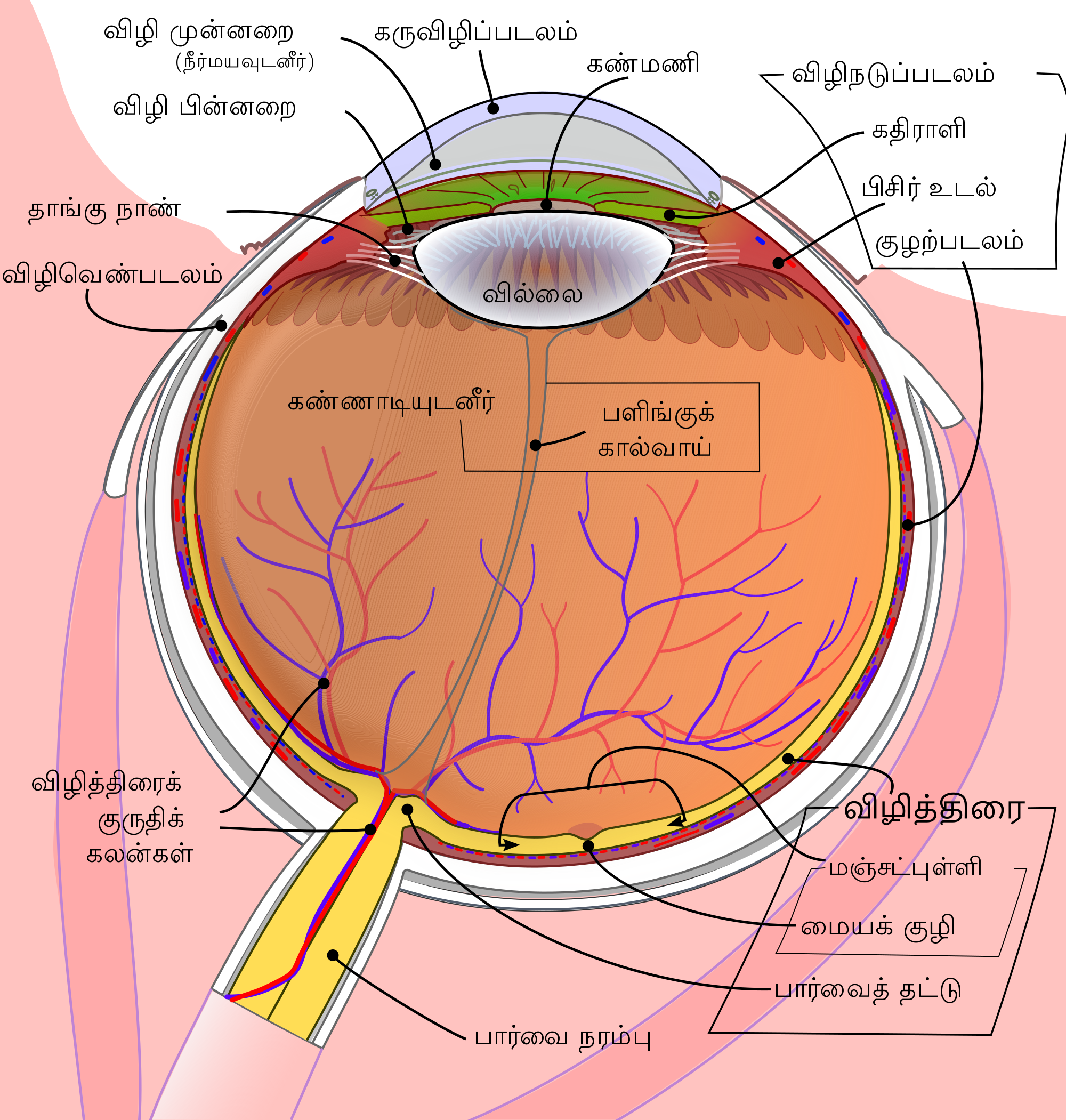 Schematic Diagram Of The Human Eye Ta - Corpi Ciliari (2000x2101), Png Download