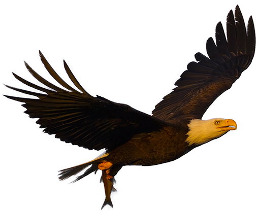 An Eagle's Calendar Is Based On Their Position Relative - Art Deco (530x423), Png Download