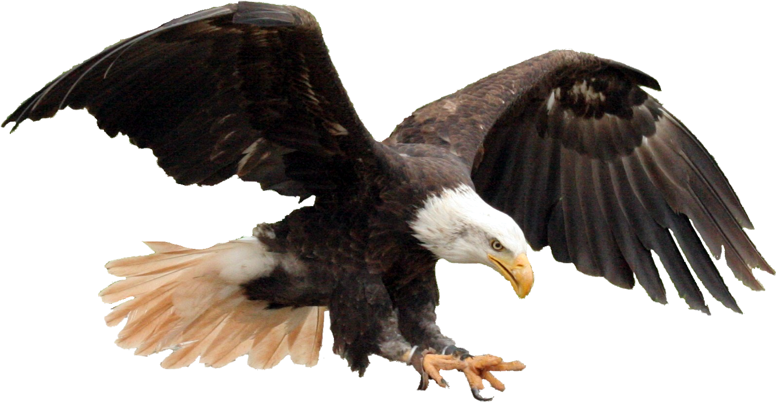 Americanflat United States America Flag Shower Curtain (960x688), Png Download