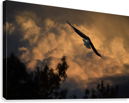 Eagle Flying Into The Storm Canvas Print - Eagle Flying High Above Jagged Rocks (429x344), Png Download