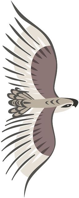 Eagle, Bird, Wings, Flying, Animal, Top-view - Bird Top View Png (320x640), Png Download
