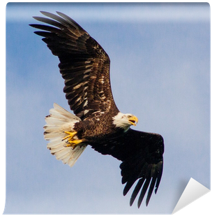 Adler Fliegt (400x400), Png Download