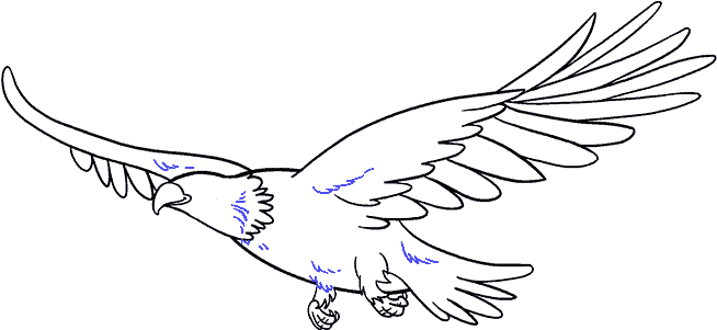 How To Draw Eagle - Drawing (678x600), Png Download
