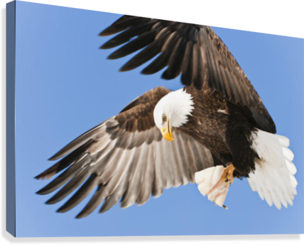 Bald Eagle In Flight With Talons Holding Fish Bait - Poster: Design Pics Inc's Bald Eagle In Flight With (428x344), Png Download