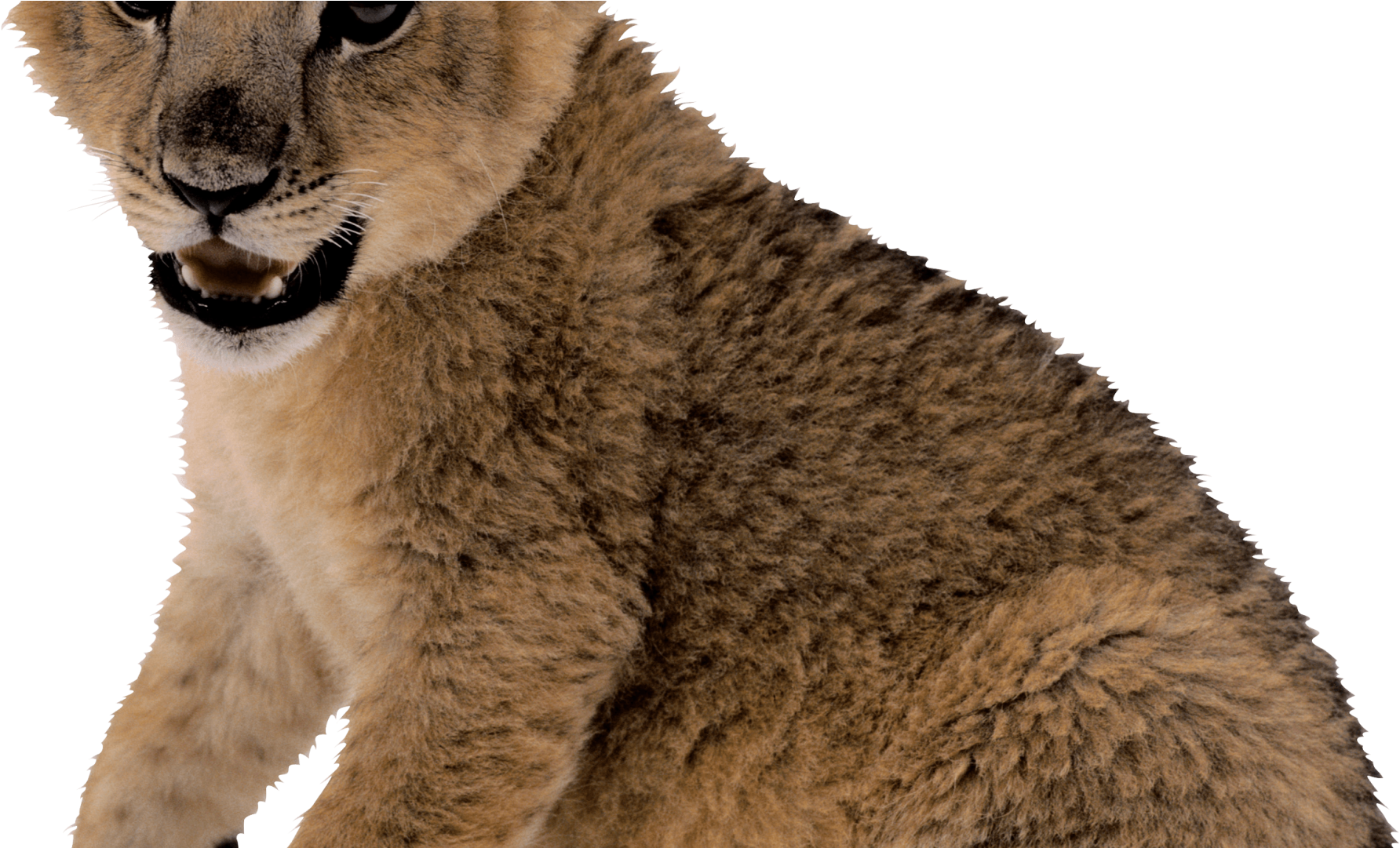 Cute Small Lion Png Image - Lion Cub Transparent Background (1920x1080), Png Download
