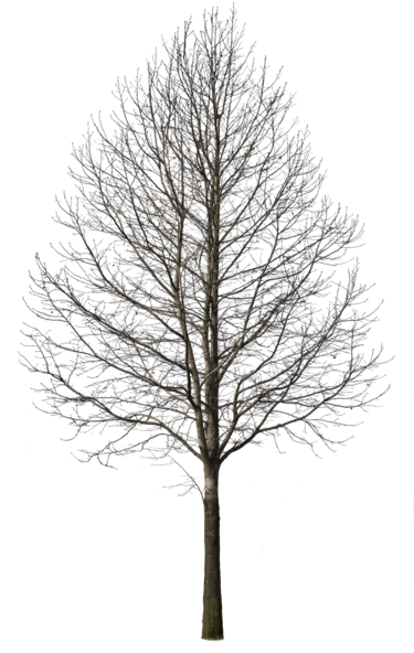 Com Tree Plan Photoshop, Photoshop Rendering, Tree - Deciduous Tree (388x600), Png Download