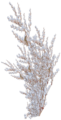 Images Of Christmas Tree Png Spacehero Picmix - Pond Pine (400x400), Png Download