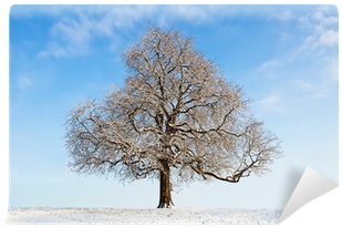 Oak (400x400), Png Download