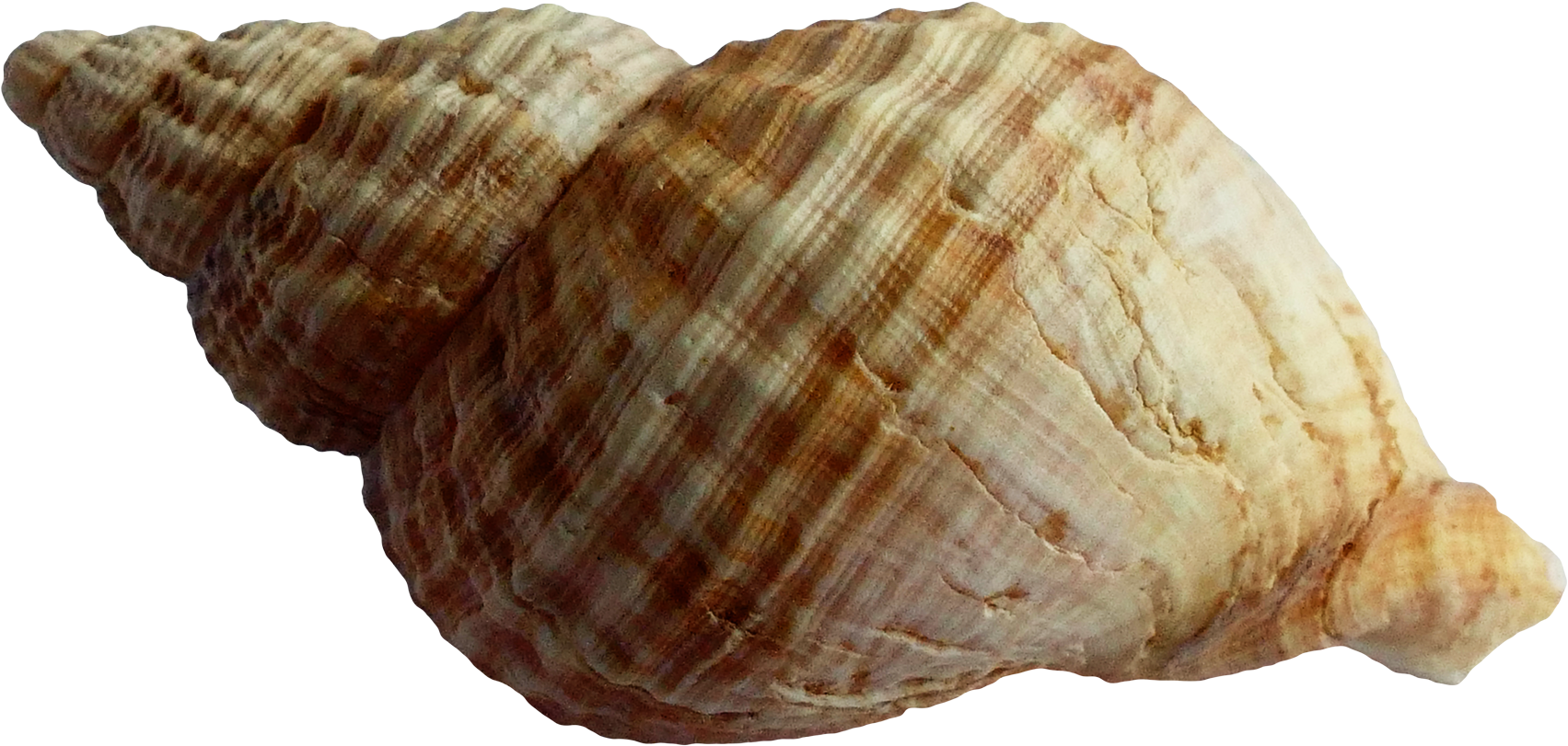 Shell Png (1900x1030), Png Download