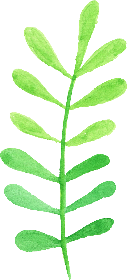 Free Download - Erythroxylaceae (496x1090), Png Download