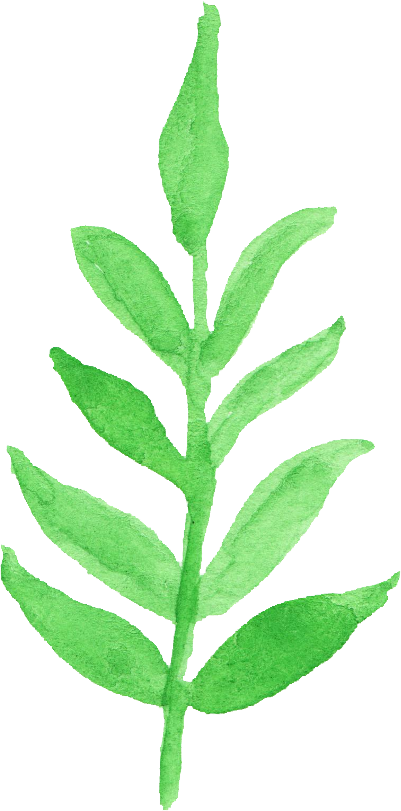 Free Download - Watercolor Leaf Transparent (401x811), Png Download