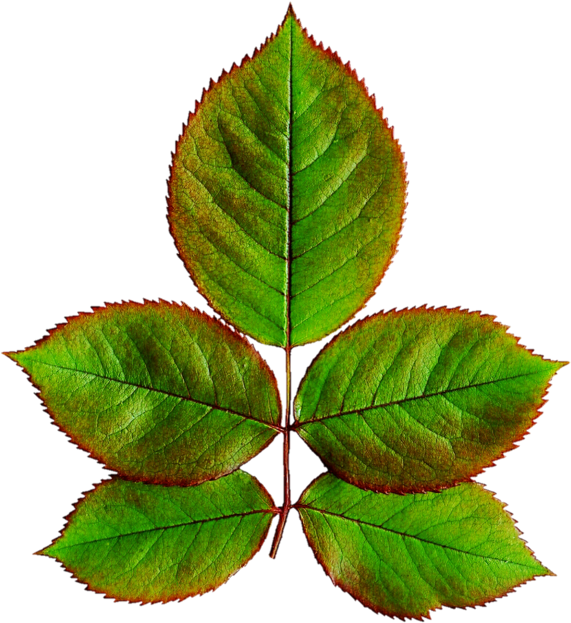 Rose Leaves Png Library - Leaves Of Rose Plant (863x925), Png Download