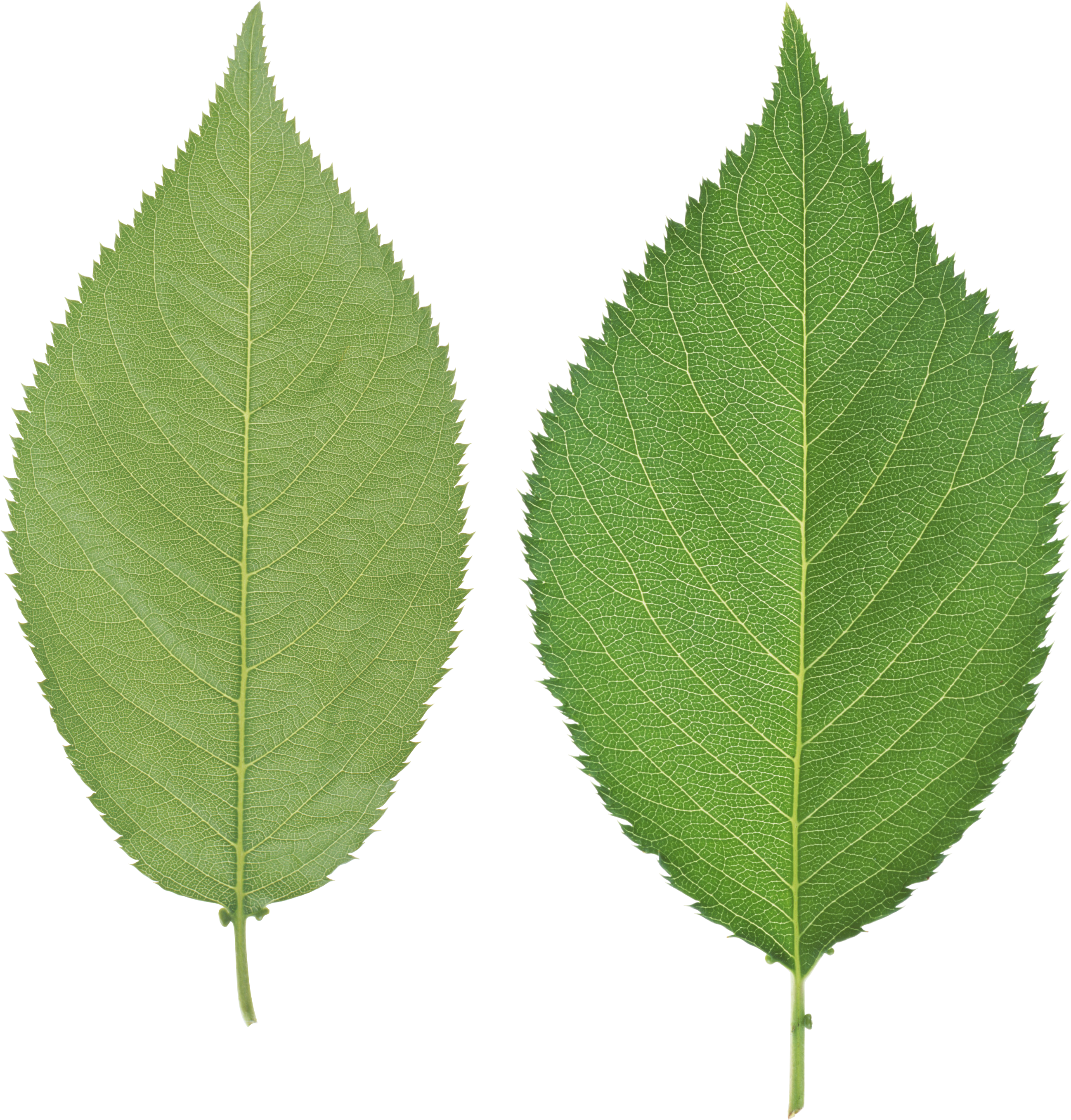 Green Leaves Png Image - Green Leaf No Background (2842x2872), Png Download