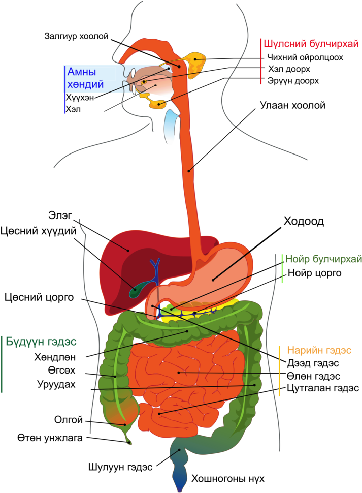 Digestive System Diagram Mn - Colourful Picture Of Digestive System (724x1024), Png Download