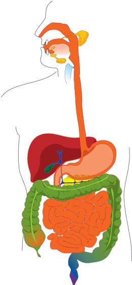 Digestive System Without Names (324x594), Png Download
